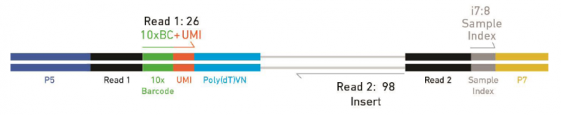 10X Genomics 3’gene expression 文庫(kù)示意圖