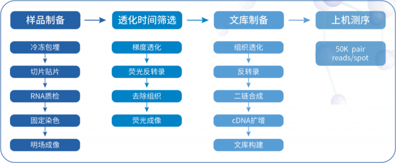  伯豪生物空間轉(zhuǎn)錄組測序流程 