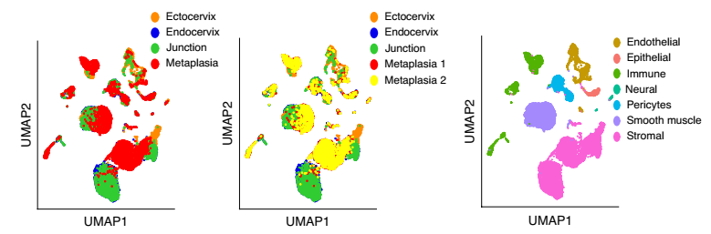 健康小鼠宮頸外，宮頸內，過渡區和 VA 缺乏引起的鱗狀化生的 scRNA-seq